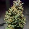 доставка семян конопли Auto Critical CBD feminised Ganja Seeds