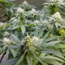 мощные семена конопли Auto Original Lemon Skunk feminised Victory Seeds