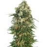 купить семена канабиса Auto Chronic feminised