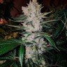 Семена конопли Gorilla Zkittlez feminised Ganja Seeds