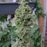 семена конопли Украина Northern Lights feminised Ganja Live Seeds