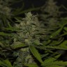 семена сортовой конопли Auto Super Mazar feminised Victory Seeds