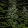 качественные семена конопли Auto Super Mazar feminised Victory Seeds