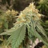 магазин семян конопли Auto Critical Orange Punch feminised Ganja Seeds