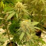 семена конопли интернете Auto Critical Orange Punch feminised Ganja Seeds