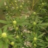 семена конопли наложенным Auto Critical Orange Punch feminised Ganja Seeds