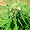 купить семена конопли в интернете Auto Somango regular