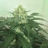 урожайные семена конопли Auto Super Skunk feminised Victory Seeds