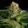 Семена конопли в Украине Hash Plant feminised Ganja Seeds