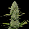 дешевые семена конопли Auto Critical XXL feminised Ganja Seeds