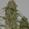 семена конопли цена Auto Critical XXL feminised Ganja Seeds