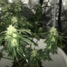 семенам конопли наложенным платежом Auto Critical XXL feminised Ganja Seeds