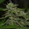 семена конопли недорого Auto Critical XXL feminised Ganja Seeds