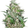 семена конопли отзывы Auto Critical XXL feminised Ganja Seeds