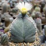 Семена кактусов Astrophytum myriostigma v.tricostatum cv.Bohumil Schutz