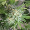 Семена марихуаны Vertigo feminised GanjaLiveSeeds