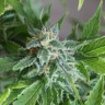 Недорогие семена Vertigo feminised GanjaLiveSeeds