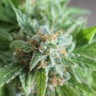 Фотопериодные сорта конопли Vertigo feminised GanjaLiveSeeds
