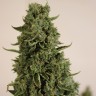 урбеч из семян конопли Auto Doctor's Choice feminised Ganja Seeds