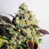 купить семена конопли в москве Auto Doctor's Choice feminised Ganja Seeds