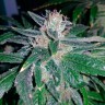 семена конопли недорого Great White Shark feminised Ganja Seeds