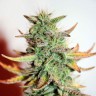 заказ семян конопли Great White Shark feminised Ganja Seeds