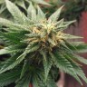 купить семена конопли феминизированные Auto Betty Boo feminised