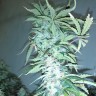 семена сортовой конопли Russian Snow feminised Ganja Live Seeds