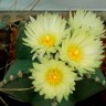 Astrophytum myriostigma var. nudum недорого