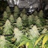 Качественные семена конопли Tangerine Dream feminised GanjaLiveSeeds