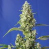 купить семена конопли в россии Auto Gorilla Girl XL feminised Ganja Seeds