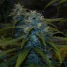 заказ семян конопли Auto White Widow feminised Victory Seeds