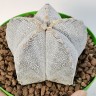 Качественные семена кактуса Astrophytum myriostigma cv. Onzuka