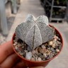 Недорогие семена кактуса Astrophytum myriostigma cv. Onzuka