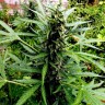 Семена марихуаны Sugar Black Rose feminised GanjaLiveSeeds Fast Version
