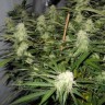 Качественные семена конопли Sugar Black Rose feminised GanjaLiveSeeds Fast Version