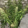 семена конопли курьером Auto Lemon Kix feminised Ganja Seeds