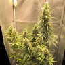 купить семена конопли недорого Auto Lemon Kix feminised Ganja Seeds