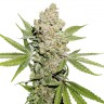 семена конопли оптом Auto Lemon Kix feminised Ganja Seeds