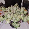 семена конопли свойства Auto Lemon Kix feminised Ganja Seeds