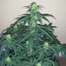 купить семена конопли автоцвет Auto Assasin regular