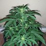купить мощные семена конопли Auto Assasin regular