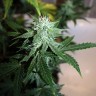 купить семена конопли гидропоники Auto Assasin regular