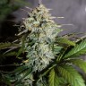 купить семена конопли для выращивания Auto Assasin regular