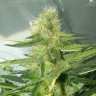 семена конопли сорта сатива AK-77V feminised Victory Seeds