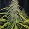 Недорогие семена конопли Tangerine feminised