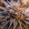 продам семена конопли Auto Purple Punch OG XL feminised Ganja Seeds