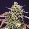 купить семена конопли наложенным Auto Purple Punch OG XL feminised Ganja Seeds