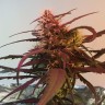 семена конопли для курения Amnesia feminised Victory Seeds