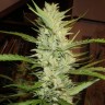 семена конопли скороспелый купить Super Lemon Haze feminised Ganja Live Seeds